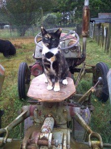 Mitzy on the tractor