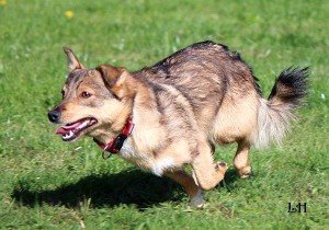 Running free in the park