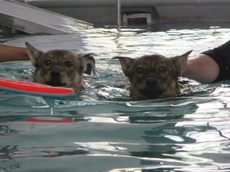 Mika Luka at Water Woofs with Doggy Day Care