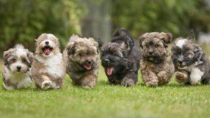 puppies