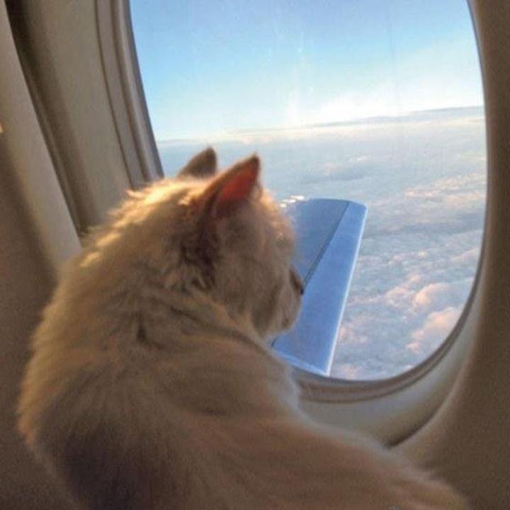 Cat plane large