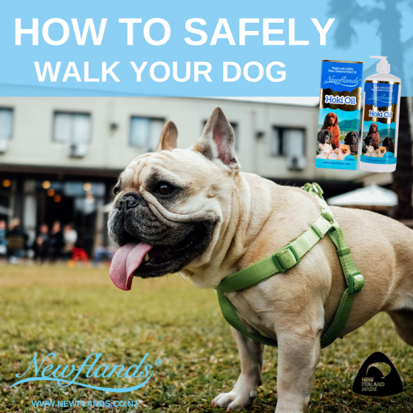 How to safely walk your dog