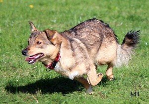 Roxy Diva Princess – happy dog