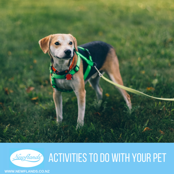 Pet Activities