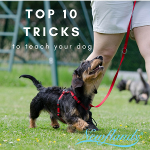 Newflands top 10 dog tricks