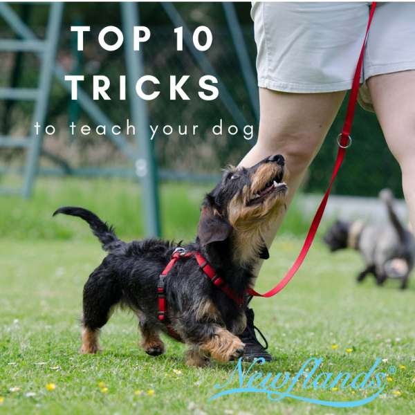 The Top 10 Tricks to teach your furbaby