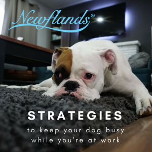newflands-keep-your-dog-busy-treats