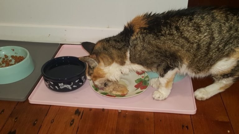 ginnie eating sick