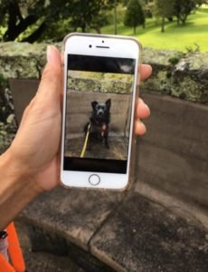 dogphotographeraucklandphone