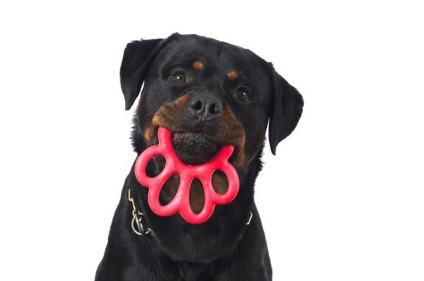 Newflands Red Bama Paw Toy