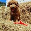Eco friendly Sticks for pets