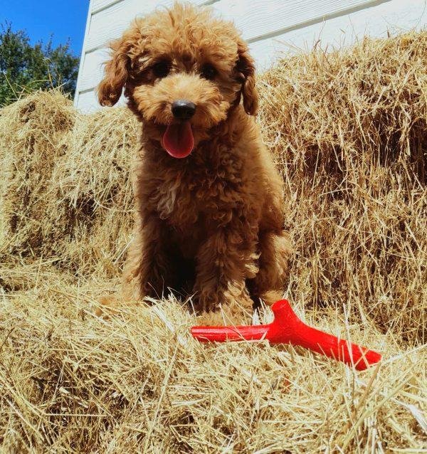 Eco friendly Sticks for pets