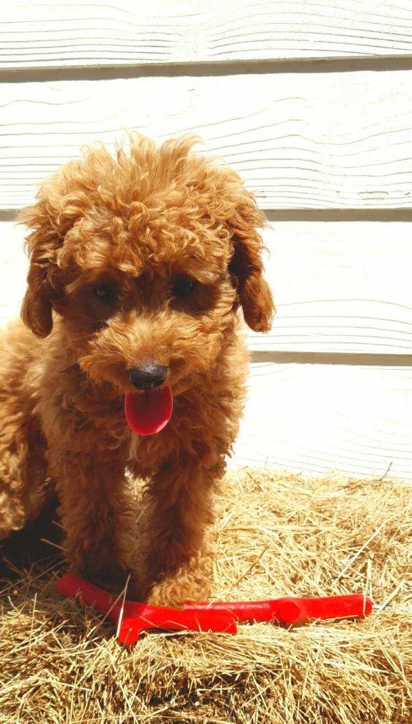 Eco friendly Sticks for pets