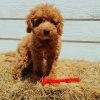 Eco friendly Sticks for pets