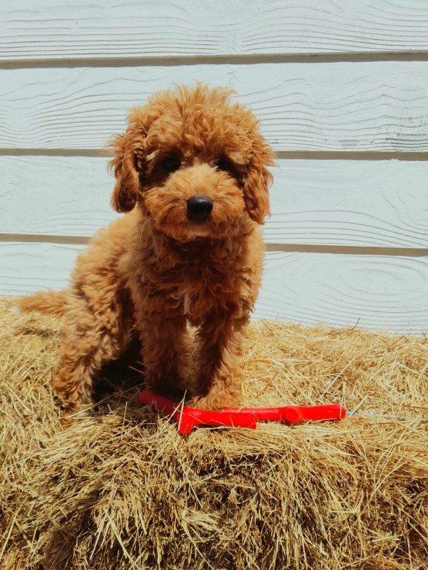 Eco friendly Sticks for pets