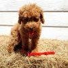 Sticks For pets eco friendly
