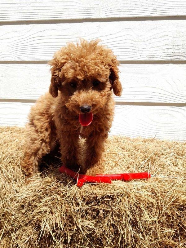 Sticks For pets eco friendly