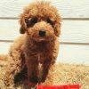 Eco friendly Sticks For Dogs
