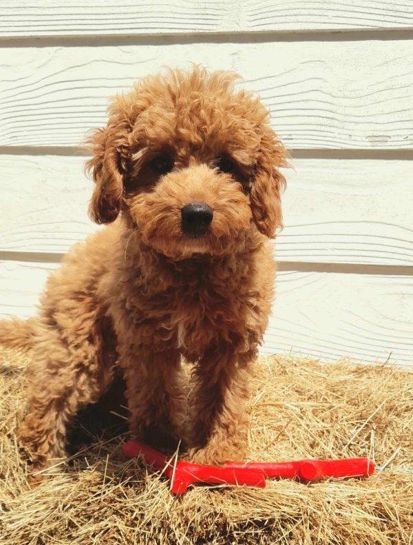 Eco friendly Sticks For Dogs
