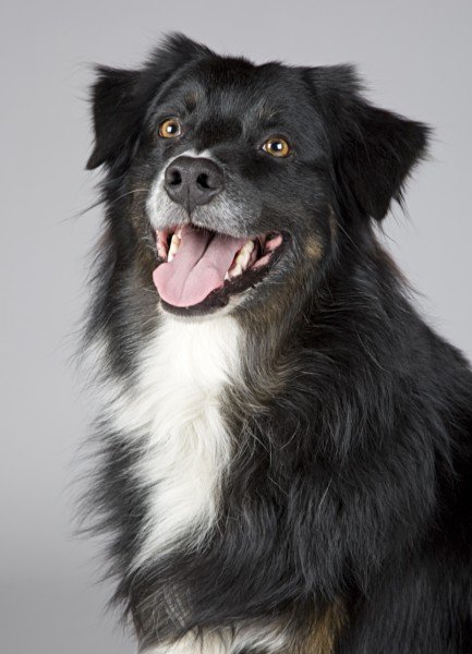 Training tips for happy dogs