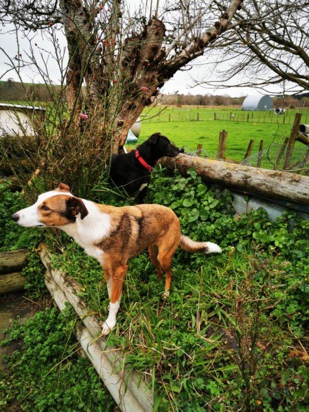 dog on raised garden