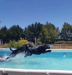 Newflands dogs park blog