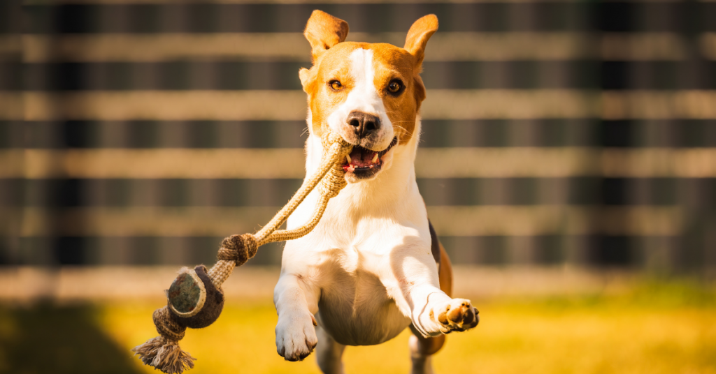 How Hoki Fish Oil Makes Your Furbaby’s Lives Better