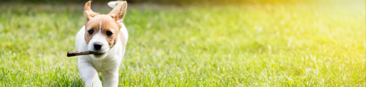 How Hoki Fish Oil Makes Your Furbaby’s Lives Better
