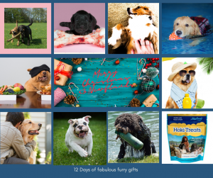 Newflands Dogs and Cats