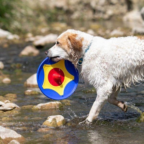 Trotto frisbee floats and is so much fun to use in swimming the best exercise for your dog.