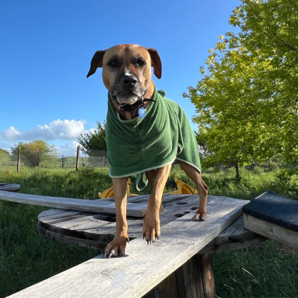 Dog bathrobe green Towel