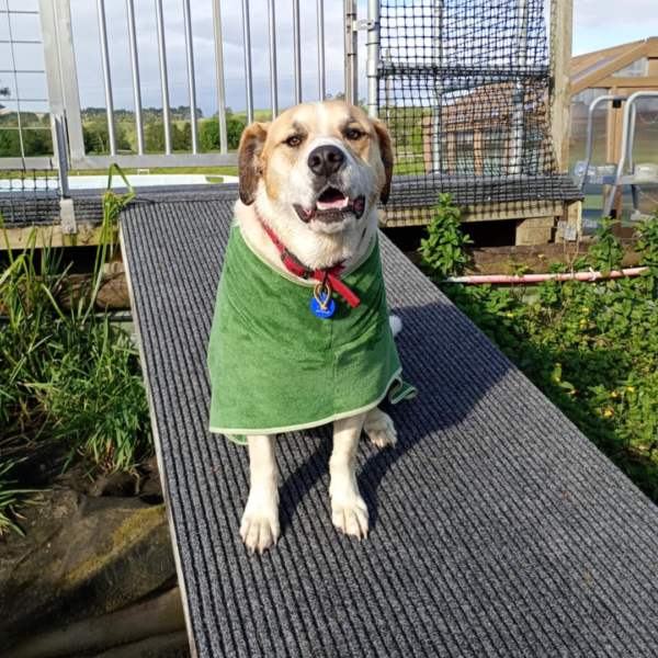 Dog Bathrobe with Stick
