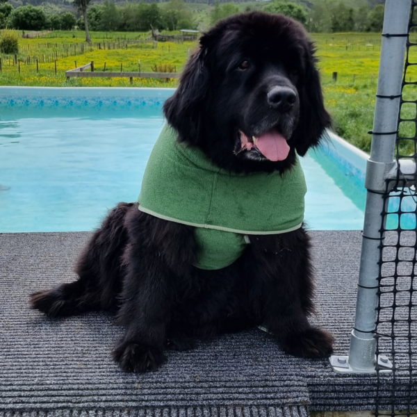 Premium Dog Bathrobe