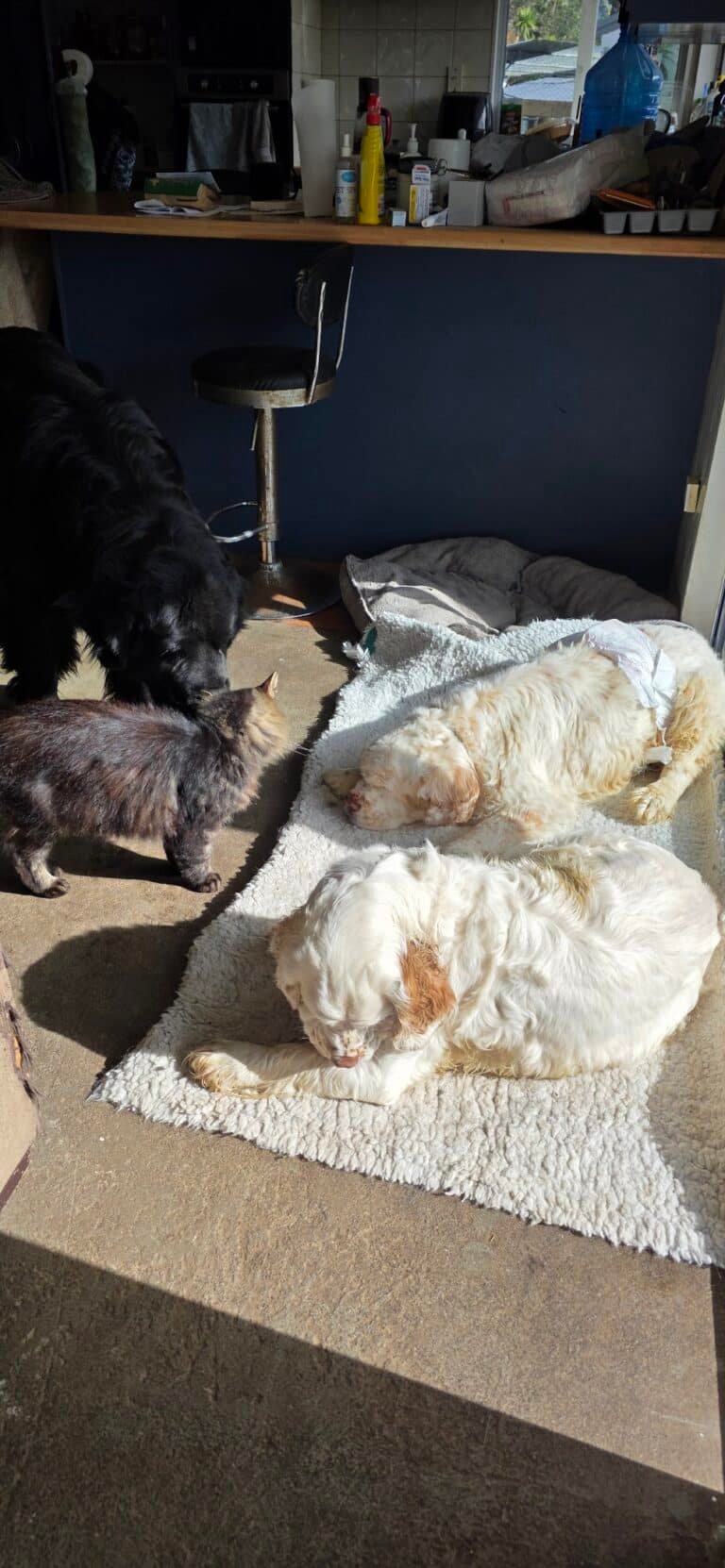 Diapers for Elderly Incontinent Dogs: Help or Harm?