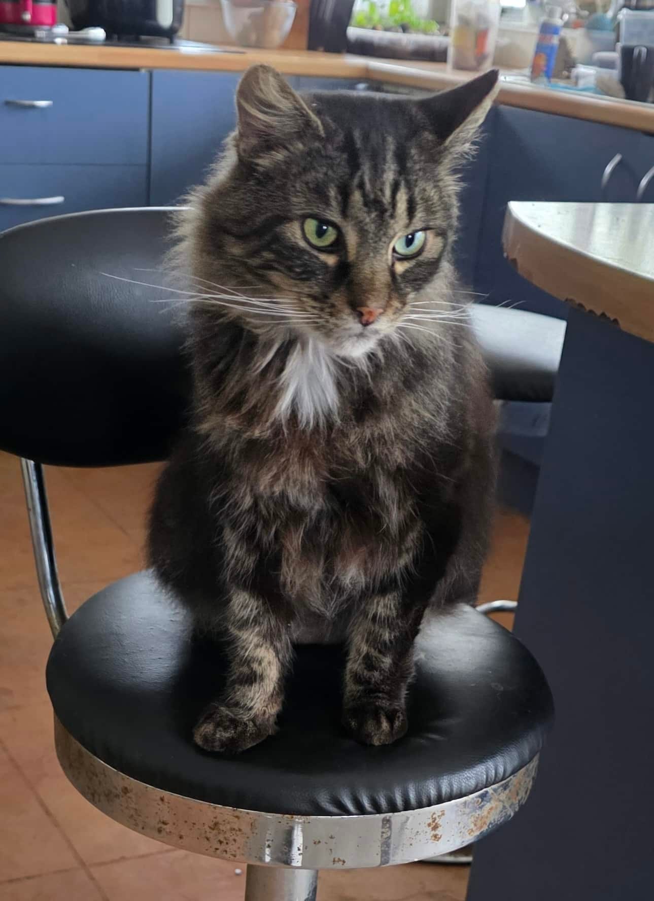 a cat sitting on a stool