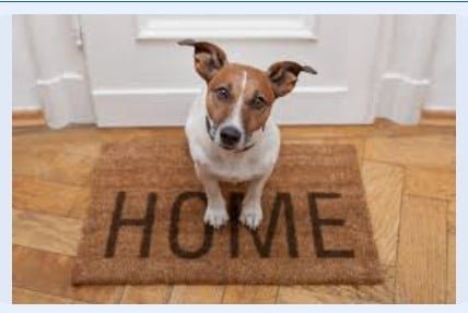 Essential Tips For Dog-Friendly Landlords