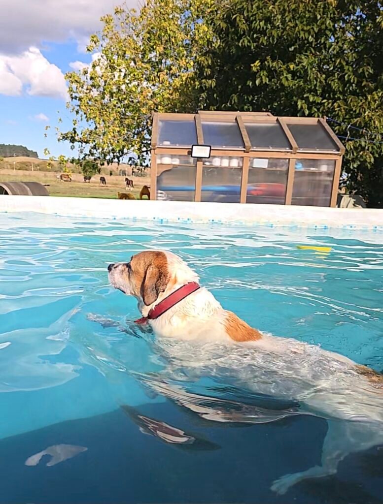 Newflands Dog Park and Swimming North Waikato