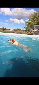 Dog swimming at Newflands Dog Park in North Waikato