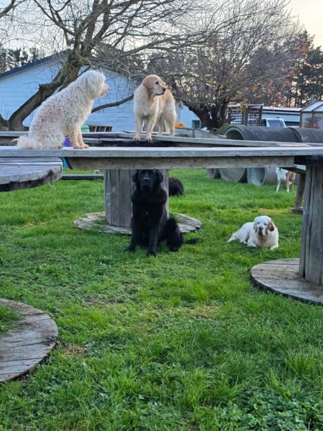 🐾 “A Day in the Life at Newflands Dog Park!”