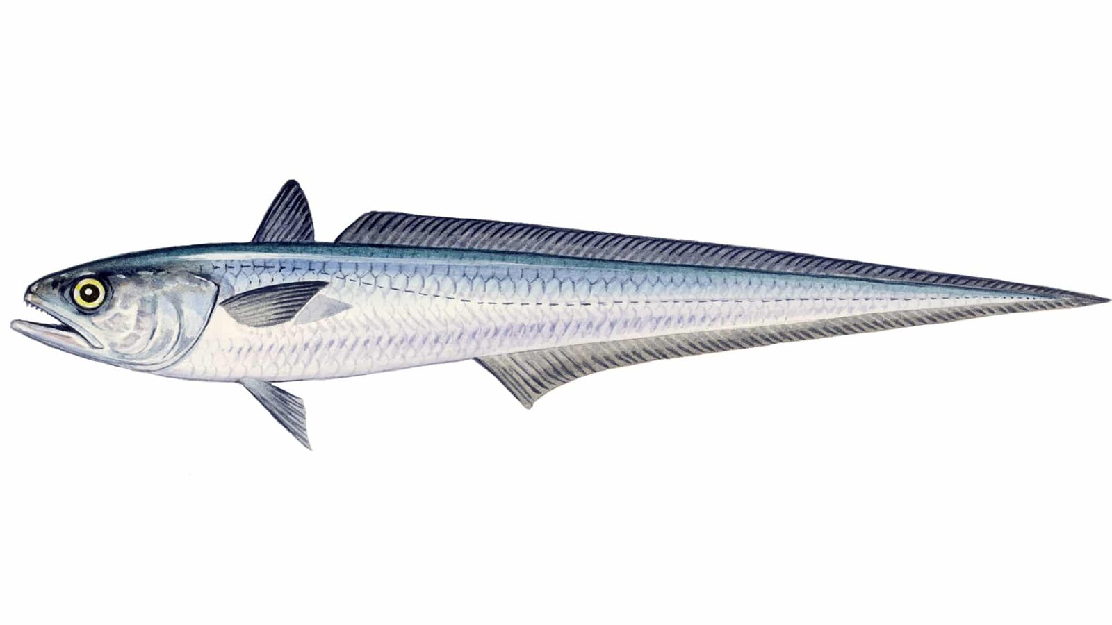 a close-up of a hoki fish