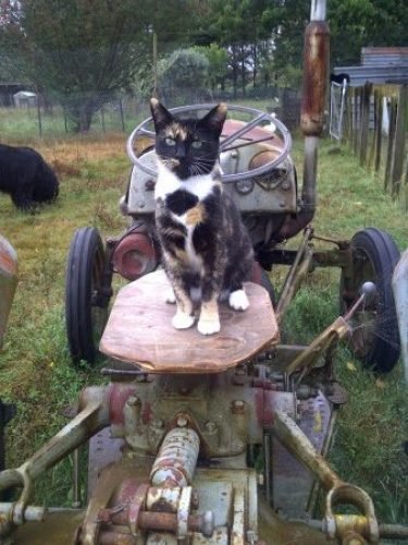 Mitzy on the tractor Mitzy on the tractor