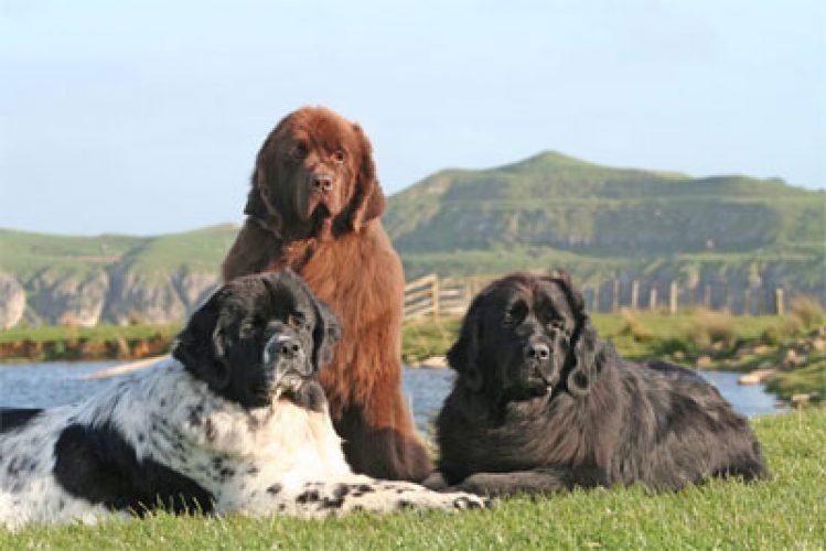Newflands Dogs Fiona About Us Newflands Dogs Fiona About Us